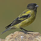 Serin à tête noire