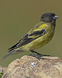 Serin à tête noire