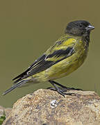 Serin à tête noire