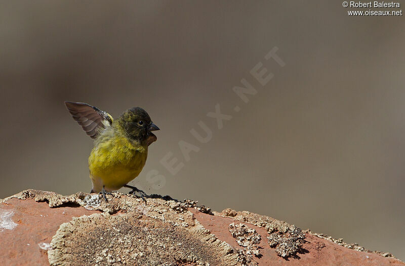 Serin à tête noirejuvénile