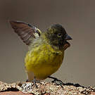 Serin à tête noire