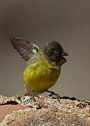 Ethiopian Siskin