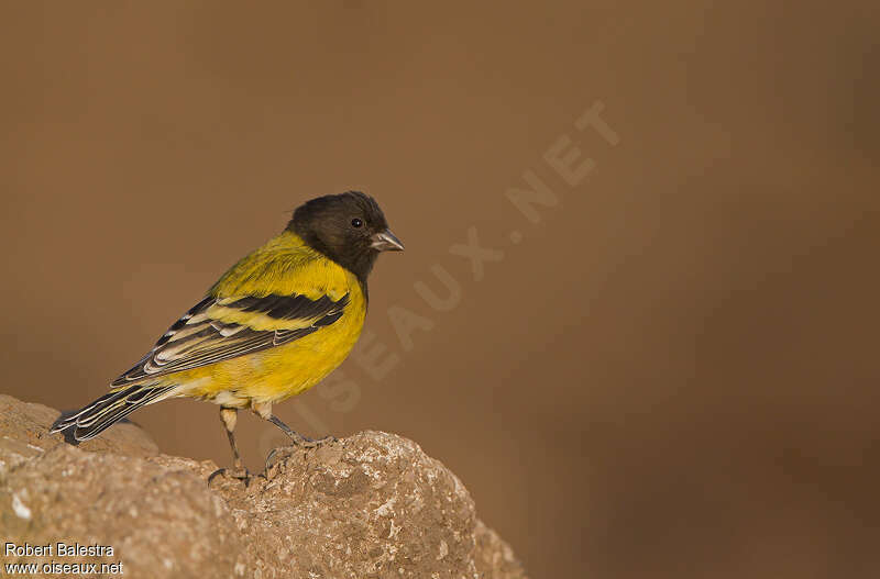 Serin à tête noire mâle adulte, identification