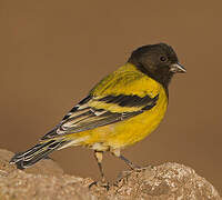 Ethiopian Siskin