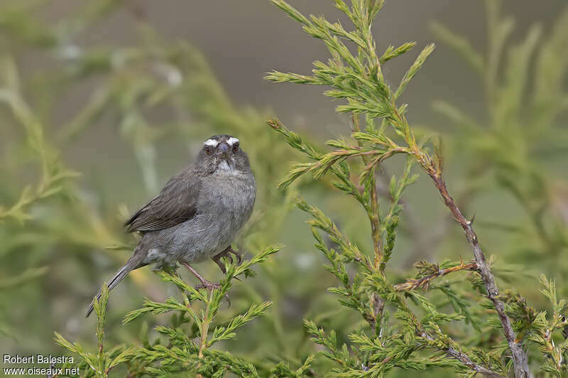 Brown-rumped Seedeatersubadult, identification