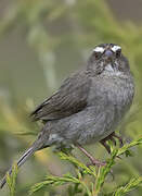 Brown-rumped Seedeater