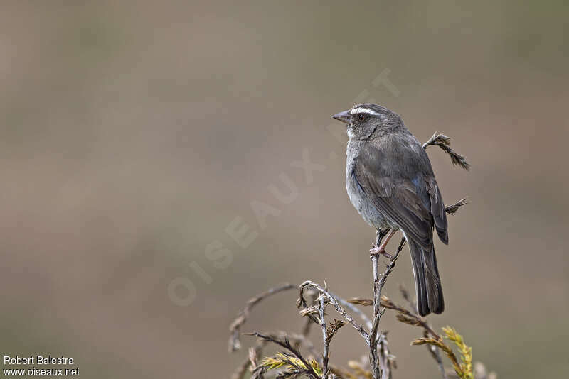 Brown-rumped Seedeateradult, identification