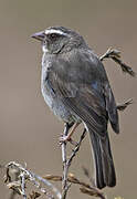 Brown-rumped Seedeater