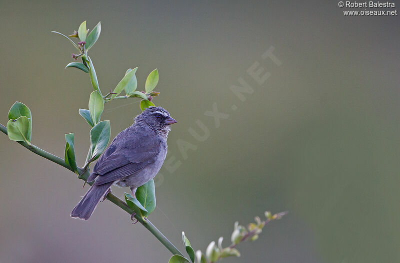 Brown-rumped Seedeater