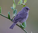 Serin à trois raies