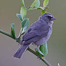 Serin à trois raies