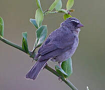 Brown-rumped Seedeater