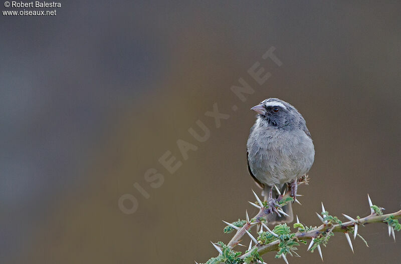 Brown-rumped Seedeater