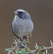 Brown-rumped Seedeater