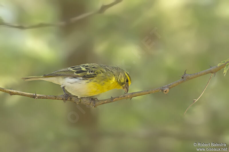 White-bellied Canary