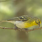 Serin à ventre blanc
