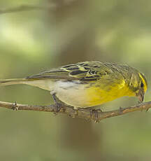 Serin à ventre blanc