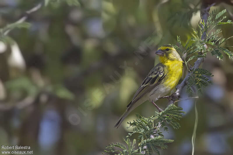 White-bellied Canary male adult, pigmentation