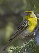 Serin à ventre blanc