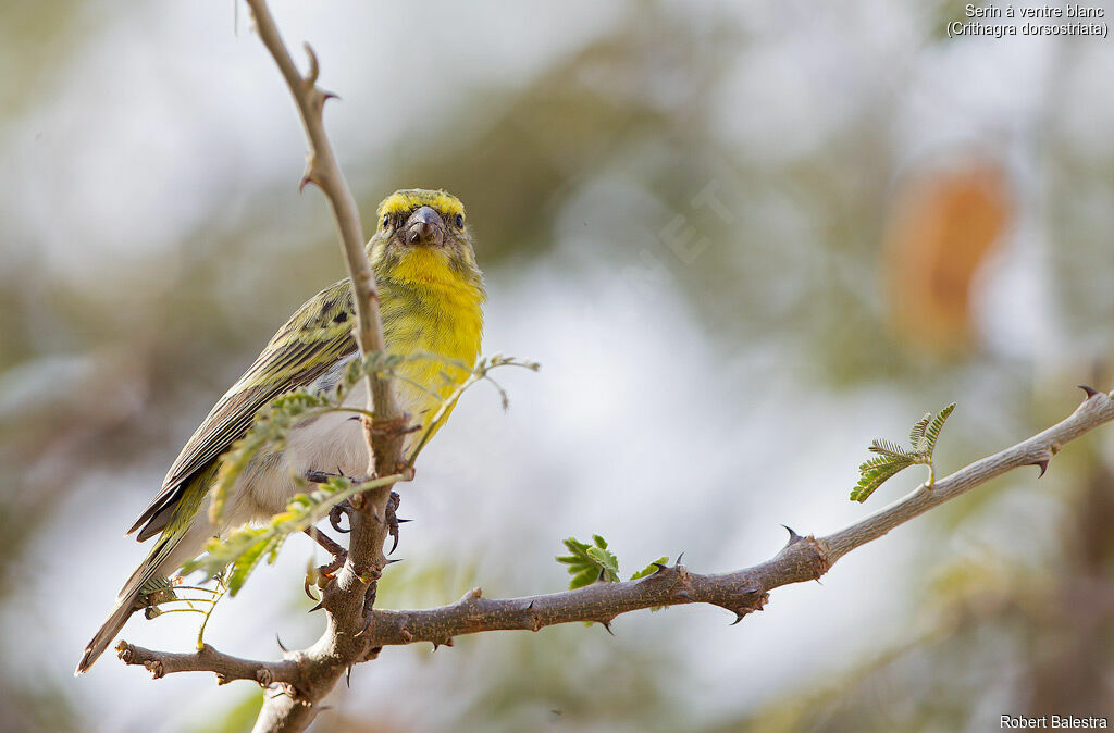 Serin à ventre blanc