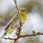 Serin à ventre blanc