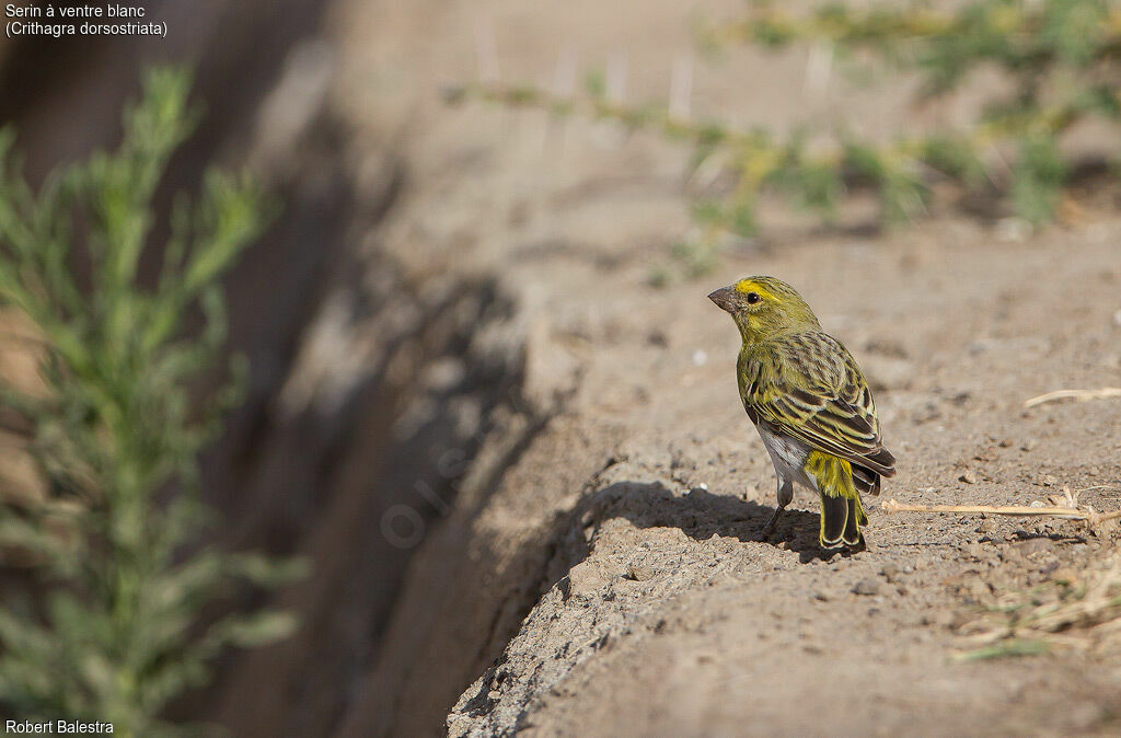 White-bellied Canary