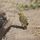 Serin à ventre blanc
