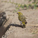 Serin à ventre blanc