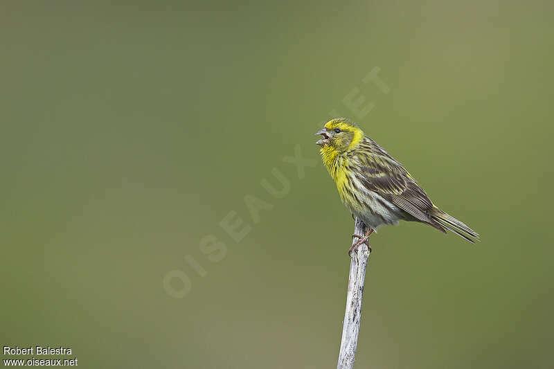 Serin cini mâle adulte, chant