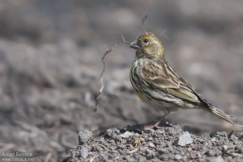 European Serin female adult, Reproduction-nesting