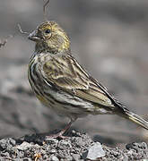 European Serin