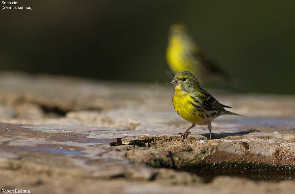 European Serin