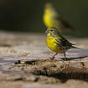 European Serin