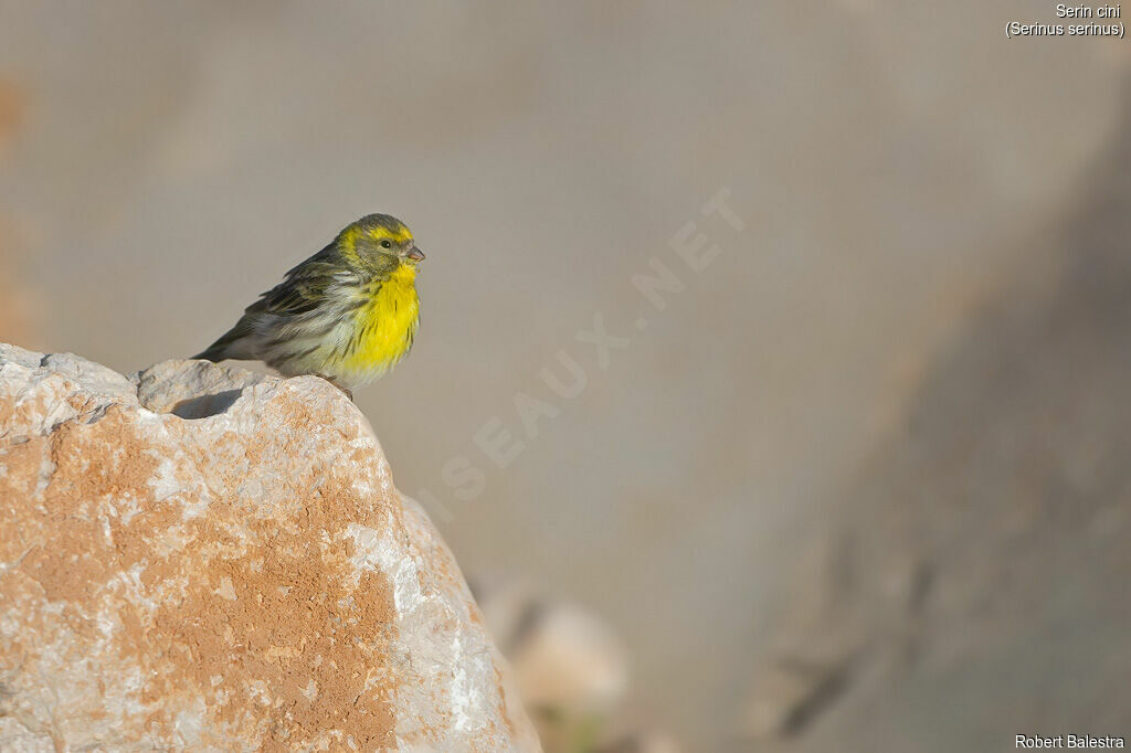 European Serin