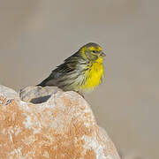 European Serin