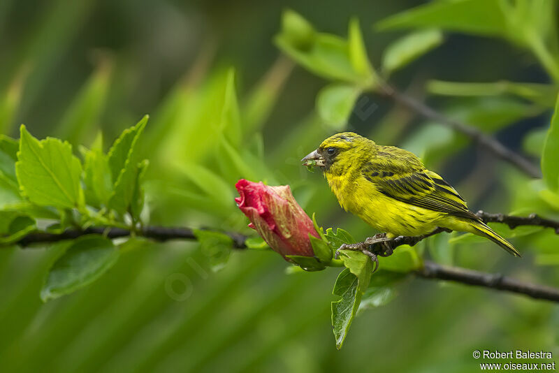 Serin d'Abyssinie