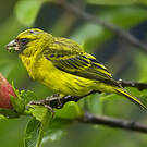 Serin d'Abyssinie