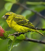 Serin d'Abyssinie