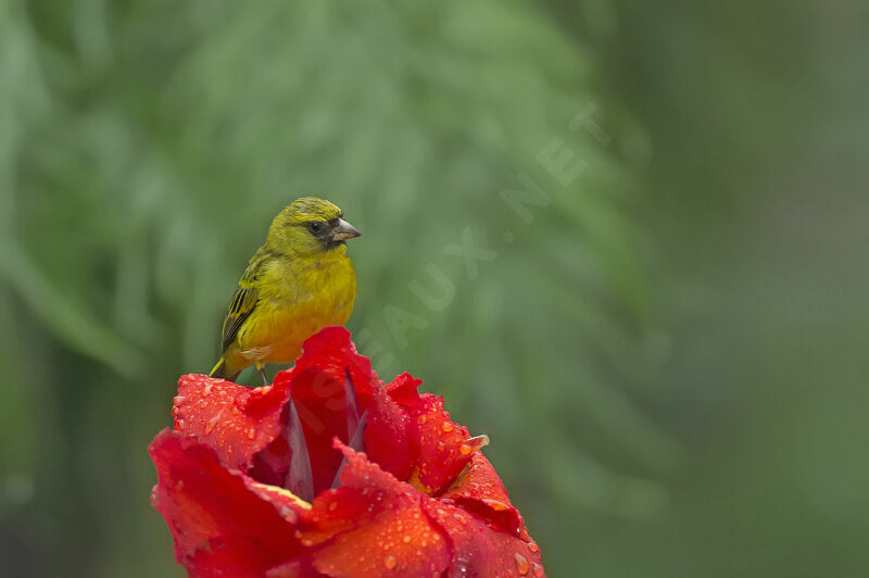 Serin d'Abyssinie