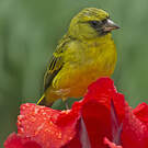 Serin d'Abyssinie