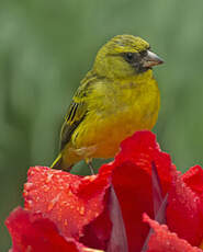 Serin d'Abyssinie