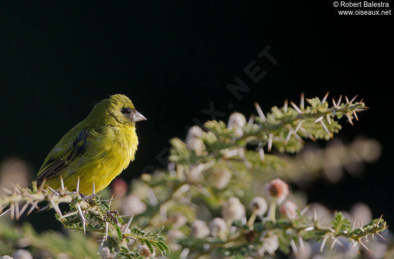 Serin d'Abyssinie mâle adulte, identification