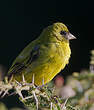 Serin d'Abyssinie