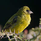 Serin d'Abyssinie