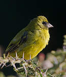 Serin d'Abyssinie