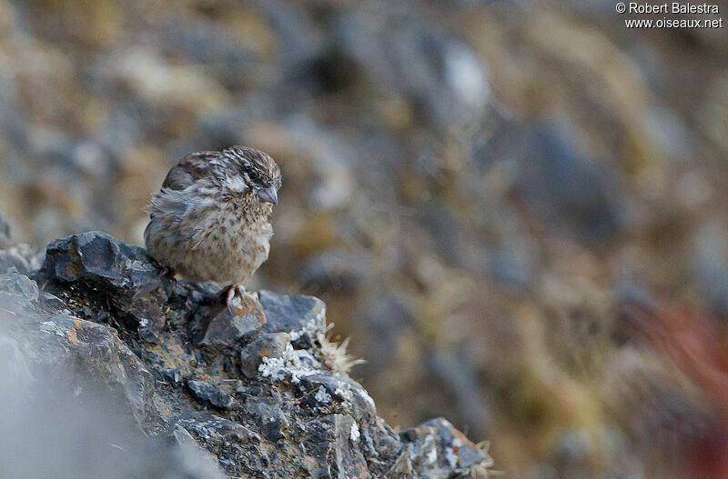 Ankober Serin