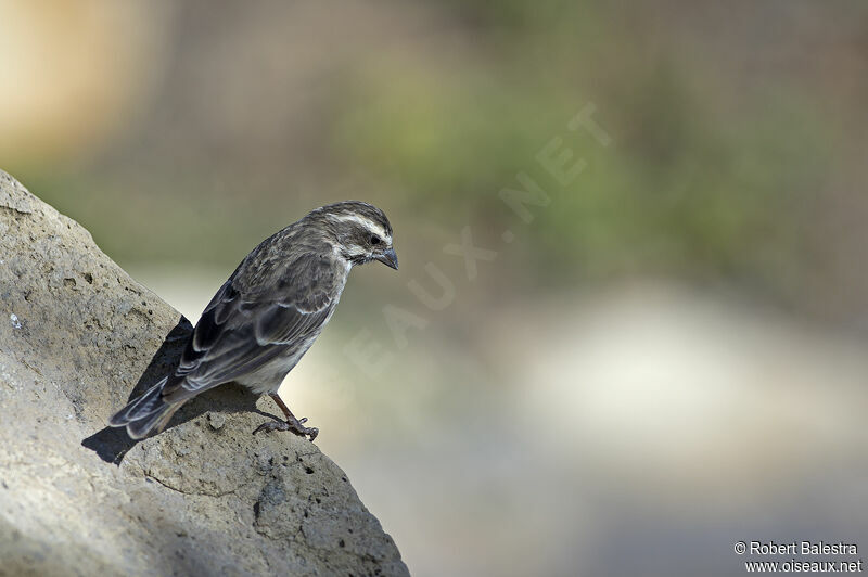 Reichenow's Seedeater