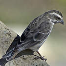 Serin de Reichenow