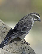 Reichenow's Seedeater