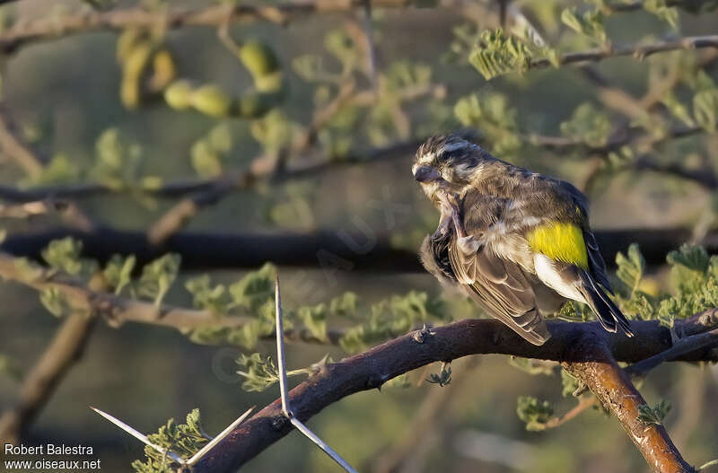 Reichenow's Seedeater